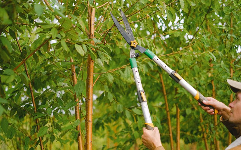 Tree trimming in Independence, IA