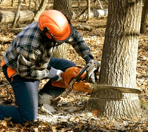 Tree Removal in Independence, IA